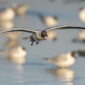 Nidification de la colonie de mouettes rieuses (Chroicocephalus ridibundus - Black-headed Gull) au marais du Crotoy (Baie de Somme)