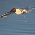 Mouettes rieuses (Chroicocephalus ridibundus - Black-headed Gull) au marais du Crotoy (Baie de Somme) qui fait ses dejections en vol