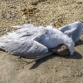 Les oiseaux marins (mouettes rieuses) victimes de la grippe aviaire