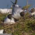 Mouette rieuse - Chroicocephalus ridibundus - Black-headed Gull