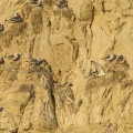 colonie de mouettes tridactyles (Rissa tridactyla - Black-legged Kittiwake) dans les falaises