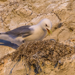 Mouette Tridactyle