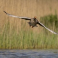Oie cendrée - Anser anser - Greylag Goose
