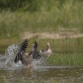 Oie cendrée - Anser anser - Greylag Goose