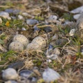 Oeufs de Petit Gravelot ( Charadrius dubius - Little Ringed Plover) et son nid dans les galets