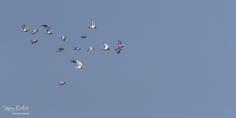 Passage de pigeons voyageurs (Pigeon biset - Columba livia - Rock Dove)