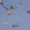 Sterne caugek (Thalasseus sandvicensis - Sandwich Tern) en vol