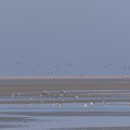 Envol de tadornes de Belon (Tadorna tadorna, Common Shelduck) avec l'arrivée de la marée en baie de Somme