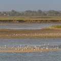 Rassemblement d'oiseaux lors de la marée montante
