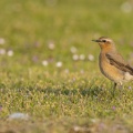 Traquet motteux (Oenanthe oenanthe - Northern Wheatear )