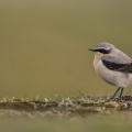 Traquet motteux - Oenanthe oenanthe - Northern Wheatear