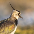 Vanneau huppé (Vanellus vanellus - Northern Lapwing)