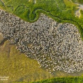 Moutons de prés salés 