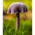 Laccaria amethystina (laccaire améthyste)