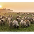 Moutons de pré salés en baie de Somme