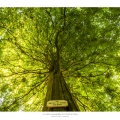 Les arbres remarquables en forêt de Crécy