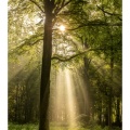 Raies de lumière en forêt de Crécy