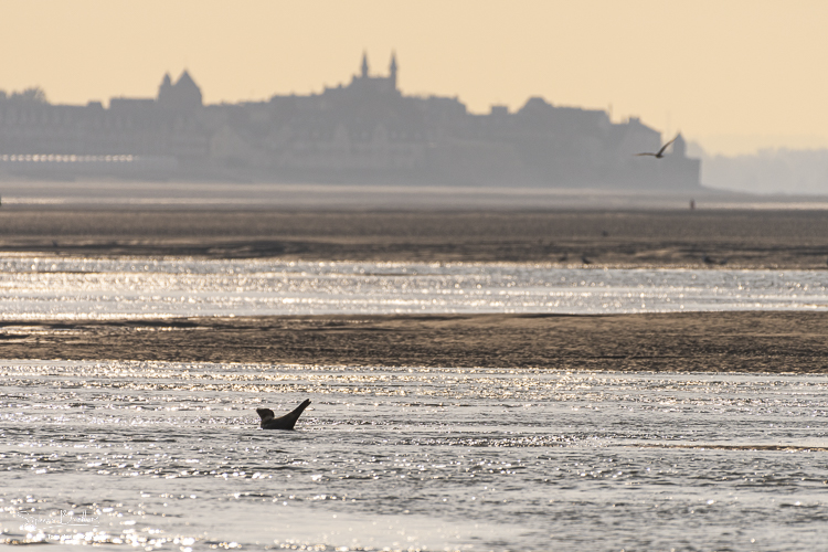 Un phoque dérangé par la marée montante devant la silhouette du Crotoy.