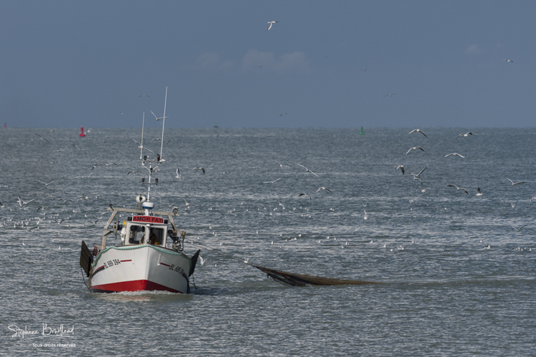 Chalutier à la pêche en Baie de Somme au Hourdel