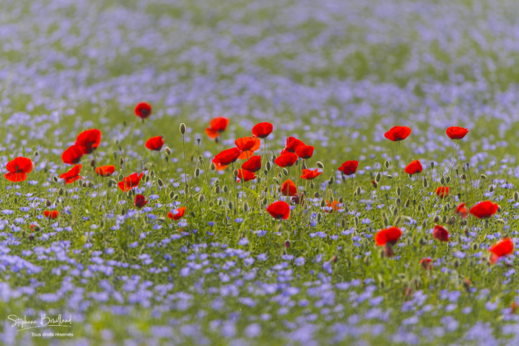 Coquelicots dans un champ de lin en fleurs