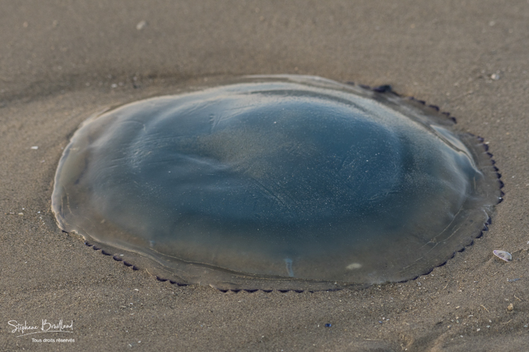 Méduse échouée sur la plage (Rhizostoma pulmo)