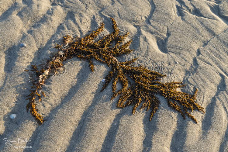 Algue échouée sur le sable dans la laisse de mer sur la plage