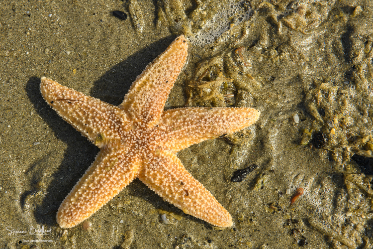 étoile de mer commune (Asterias rubens)