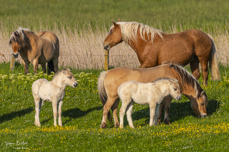 chevaux fjord et leurs poulains, et chevaux comtois