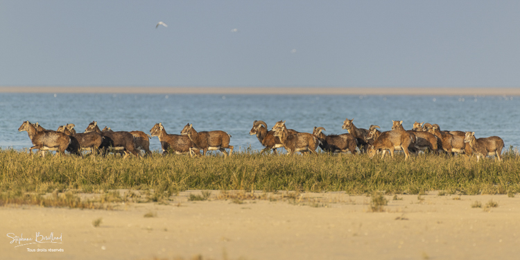 Mouflons (Mouflon corse, Ovis orientalis musimon) ayant trouvé refuge dans la réserve naturelle en baie de Somme un jour de chasse