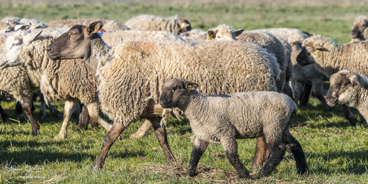 Moutons de prés-salés en baie de Somme au printemps