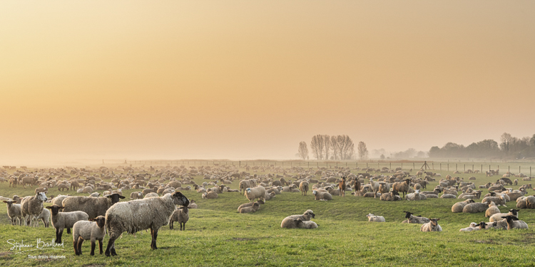 Moutons de pré salés en baie de Somme