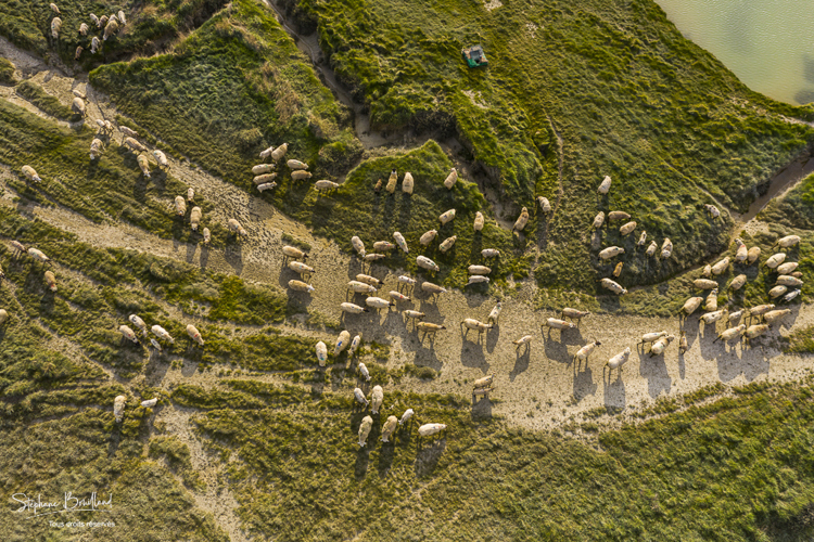 Moutons de prés salés en baie de Somme (vue aérienne)