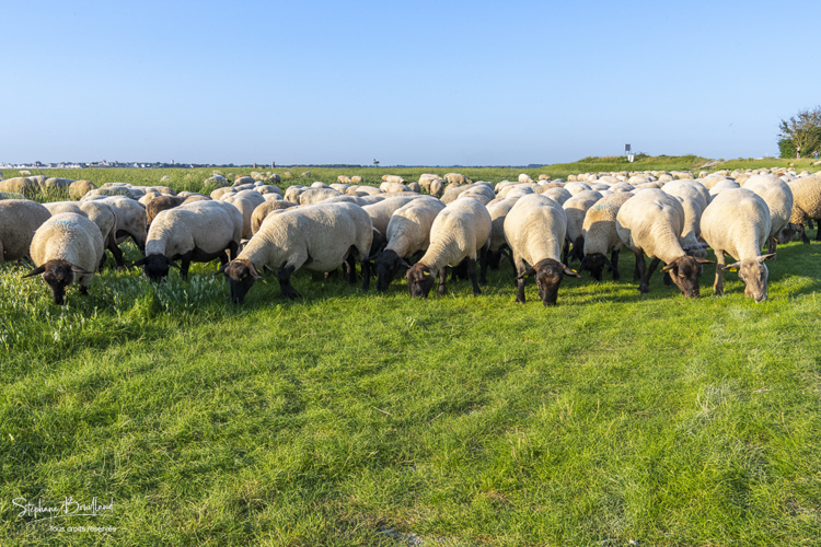 Les moutons de prés salés au Cap hornu