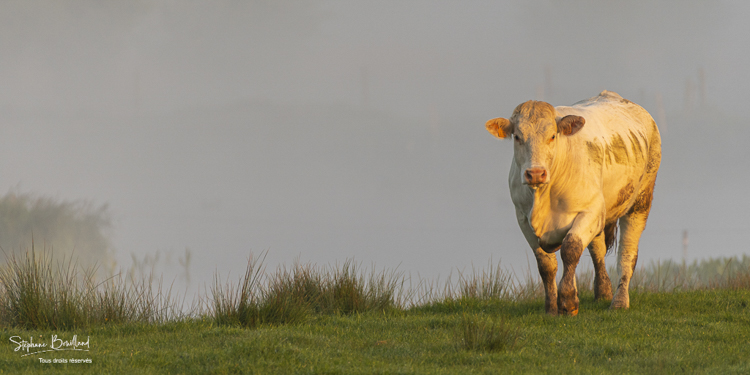 Vache Charolaise en pâture dans la brume matinale