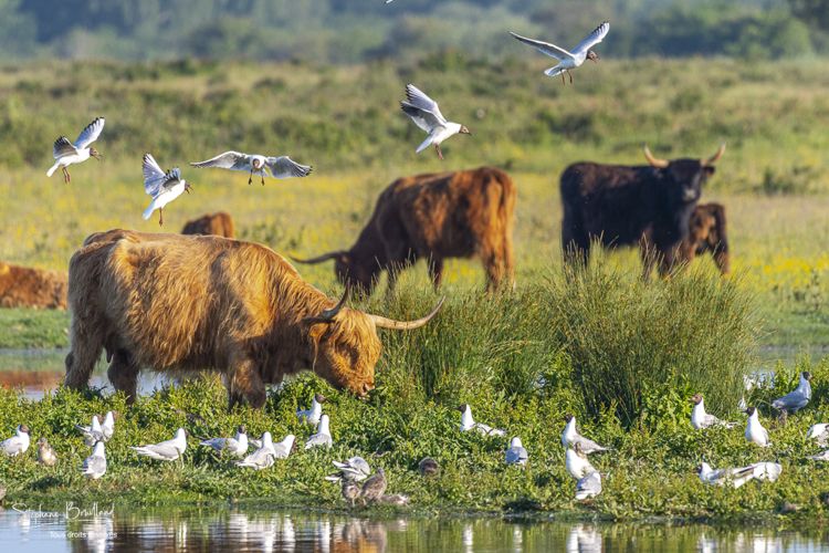 colonie de mouettes piétinée par une vache Highland Cattle