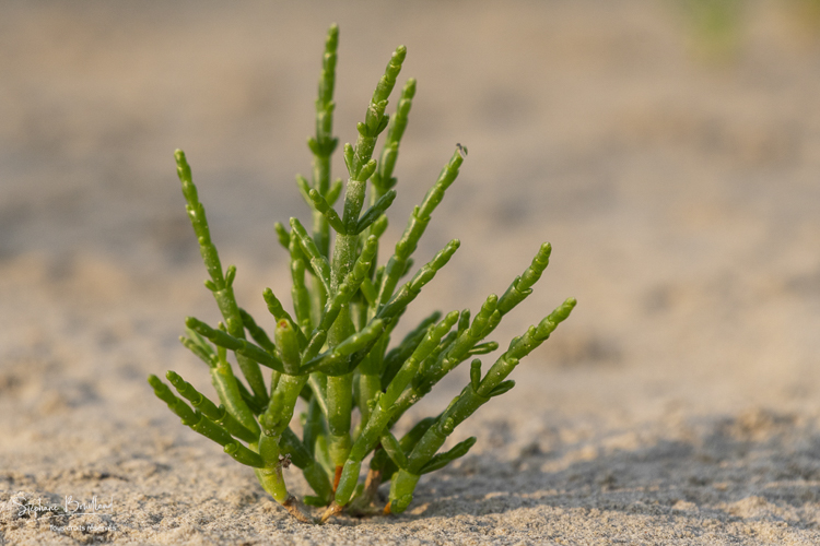 Salicorne (Salicornia) - Les plantes halophiles (haolophytes) de la baie de Somme 