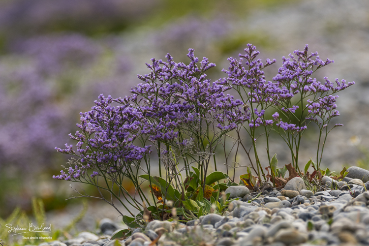 Lilas de mer (Statices sauvages)