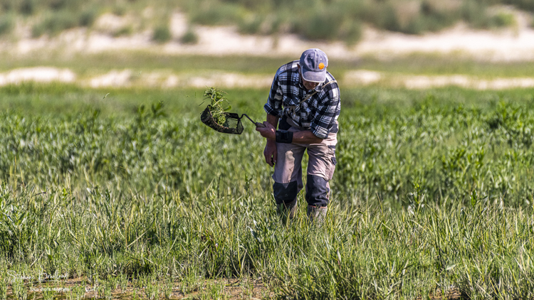 Pêcheur à pied en train de récolter des salicornes