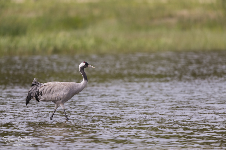 Grue cendrée - Grus grus - Common Crane