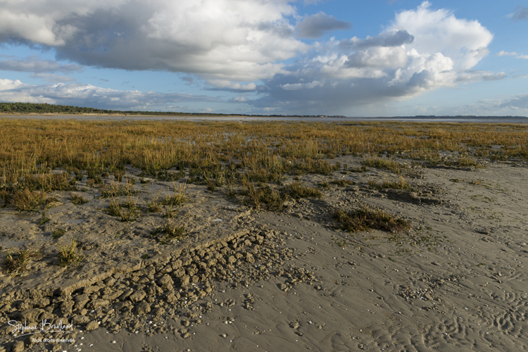Paysages de la réserve naturelle de la baie de Somme en automne