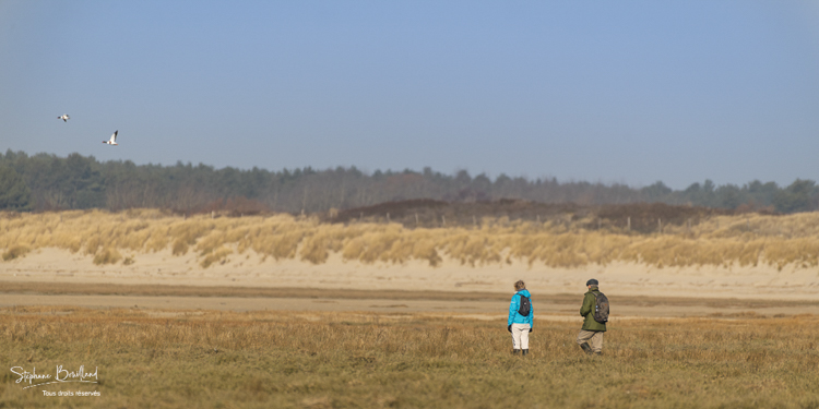 Promeneurs venant observer les oiseaux en baie de Somme dans la réserve naturelle à marée haute