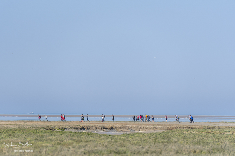 Guide nature et son groupe en baie de Somme un jour de grande marée