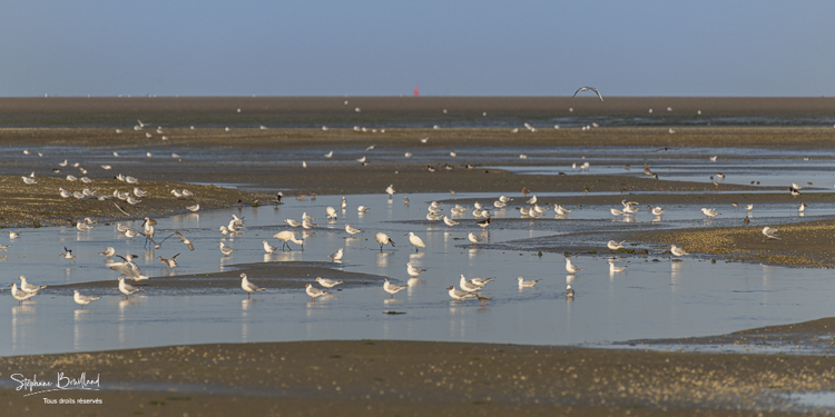 Les oiseaux dans la baie de Somme à marée basse