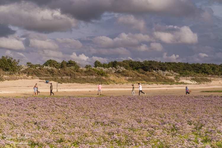 Tapis de Lilas de mer (statices sauvages) en baie de Somme
