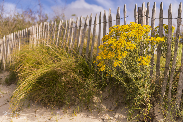 Ganivelle et fleurs jaunes en baie de Somme.