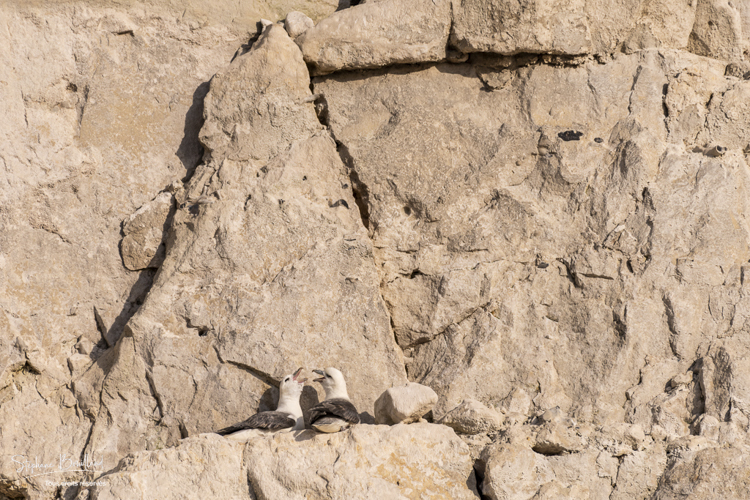 Fulmar boréal (Fulmarus glacialis) nichant dans les falaises picardes à Ault