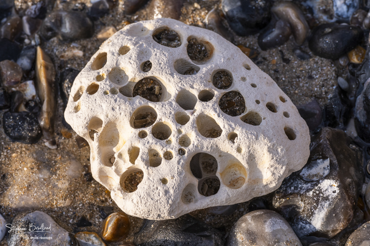 Loge de pholades (Pholadidae) dans une pierre calcaire sur la plage