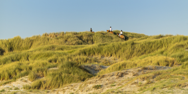 Cavaliers dans les dunes