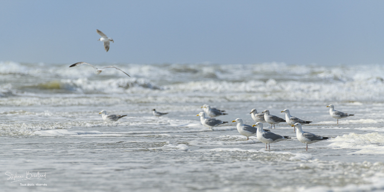 Goélands argentés sur la plage (Larus argentatus - European Herring Gull)