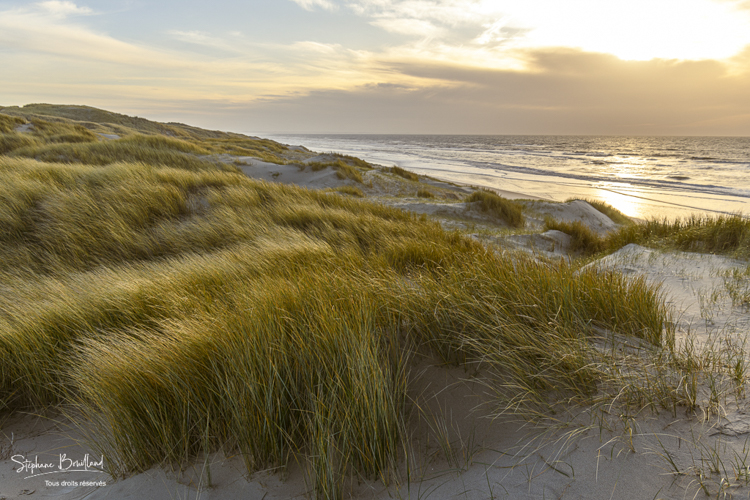 Les dunes du Marquenterre entre Fort-Mahon et la Baie d'Authie au soleil couchant